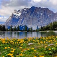 Gule ville blomster blomstrer i forgrunnen med turkis alpinsjø og Zugspitze under overskyet himmel. Barskog langs bredden.