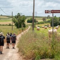 Gruppe vandrere med rygsække på en grusvej gennem italiensk landskab. Et Via Francigena-skilt er synligt, med høballer og marker.