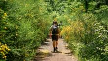 Hiker with backpack walking on dirt path through lush green vegetation with yellow flowers on the Via Francigena pilgrimage route to Rome.