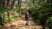 Hiker with backpack walking on rocky forest path lined with ferns and stone walls on the Portuguese Camino, with other pilgrims ahead.
