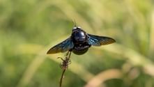 Stor svart träbi med iriserade blå vingar på en tunn gren mot en suddig grön bakgrund i Sri Lanka.