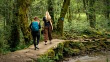 Two hikers walking on a forest path along a moss-covered stream on the Portuguese Camino, surrounded by lush green trees and ferns.