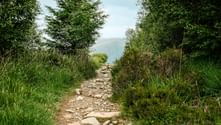 Stenet vandrerute på West Highland Way i Skotland, kantet af grønt græs og træer, der fører mod tågede bakker i det fjerne.