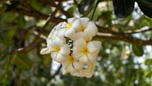 Kluster av vita frangipani-blommor med gula centrum hängande från en gren, omgivna av grönt lövverk i Sri Lanka.