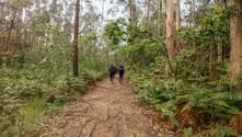Two hikers with backpacks walking on dirt trail through eucalyptus forest with ferns on Portuguese Camino day 4.