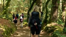 Group of hikers with backpacks walking on a forest trail on the Portuguese Camino. Sunlight filters through dense trees with moss and ferns.