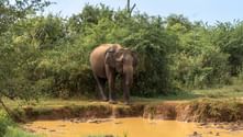 Asiatisk elefant vid kanten av ett lerig vattenhål omgivet av gröna buskar och träd på Sri Lanka.