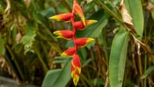 Röd och gul heliconia-blomma med böjda högblad mot frodig grön tropisk växtlighet i Sri Lanka.
