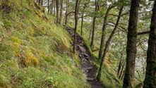 Smal vandrerute på West Highland Way, der slynger sig gennem mosdækkede træer langs en stejl skråning med vand synligt nedenfor.