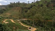 Böljande gröna kullar med terrasserade teplantage på Sri Lanka. En slingrande grusväg skär genom landskapet med spridda träd.
