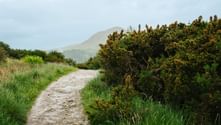 Sandet vandrerute på West Highland Way i Skotland, kantet af grønt græs og blomstrende buske, med tågede bjerge i baggrunden.