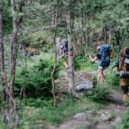 Tre vandrere med rygsække går på en skovsti i Aurlandsdalen, Norge. Tætte birketræer og grønne bregner omgiver den stenede sti.