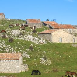 Traditionelle stenhuse med tegltagssten spredt på grøn skråning i Picos de Europa. Køer græsser på klippefyldte skråninger under klar blå himmel.