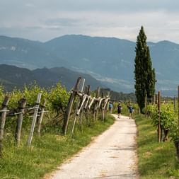 Grusvej gennem vingård med træpæle og trådstøtter, høj cypres, fjerne vandrere, Dolomitternes bjergbaggrund.
