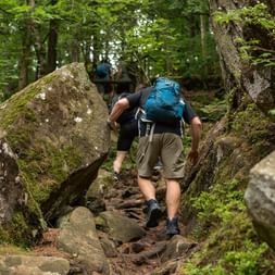 To vandrere med rygsække går på en klippefyldt sti gennem tæt grøn skov. Store mosdækkede kampesten kantrer stien i Dolomiterne.