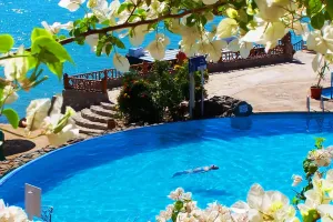 Blå swimmingpool med hvide bougainvillea-blomster i forgrunden. En person svømmer i poolen. Stentrapper og terrasse med udsigt over Det Røde Hav.