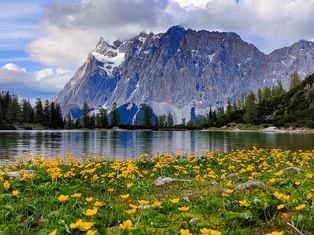 Gule ville blomster blomstrer i forgrunnen med turkis alpinsjø og Zugspitze under overskyet himmel. Barskog langs bredden.
