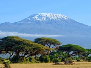 Det snötäckta Mount Kilimanjaro reser sig majestätiskt bakom ett savannlandskap med karakteristiska paraplyformade akaciaträd.