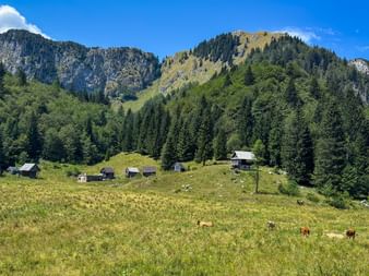 Grön alpin äng med betande boskap och träkojor under skogklädda bergstoppar i Juliska alperna, Slovenien, under klar blå himmel.
