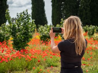 Woman with blonde hair taking photo with smartphone of red poppy field with grapevines and cypress trees along Via Francigena near Rome.