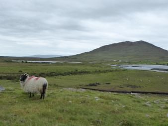 Hvidt får med røde markeringer græsser på grønt græsland med spredte sten. Bakkede landskab og vandkanaler synlige under skyet himmel.