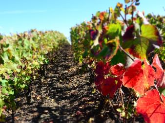 Vineyard rows in Champagne region with autumn foliage showing red and green grape leaves under blue sky with white clouds.