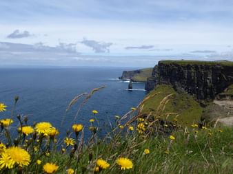 Dramatiske kystklipper i Irland med gule vilde blomster i forgrunden. Mørke klippevægge strækker sig langs det blå hav.