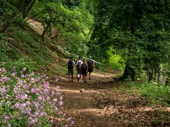 Group of hikers walking on a dirt path through lush green forest with pink flowers. Sunlight filters through dense tree canopy on the Via Francigena.