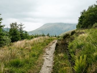 Grusvej på West Highland Way gennem græsland med fyrretræer og tågede skotske bjerge i baggrunden.