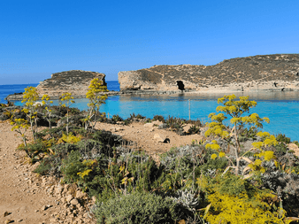 Gule vilde blomster på klippefyldt terræn med udsigt over turkis bugt i Comino med kalkstensklipper og naturlig bue under klar blå himmel.