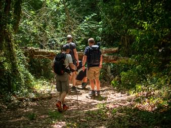 Three hikers with backpacks walking on a sunlit forest path on the Via Francigena trail, surrounded by dense green vegetation and trees.