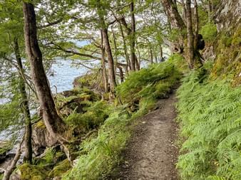 Vandrerute på West Highland Way med mosdækkede træer og bregner ved en skotsk loch. To vandrere synlige i det fjerne.