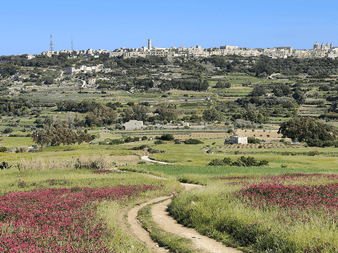 Grusvej gennem grønne marker med røde blomster til Rabat på bakken. Terrasseret landbrugsjord og træer i maltesisk landskab.