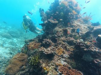 Dykker svømmer nær et levende korallrev på Bali med fargerike koraller og tropiske fisker i klart turkist vann.