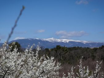 Snow-capped Mont Ventoux mountain in France viewed across blooming white fruit trees under a clear blue sky with scattered clouds.