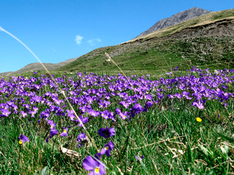 Mark med lilla alpine blomster i grønt græs med bjergskråninger i baggrunden under blå himmel i Queyras, Frankrig.