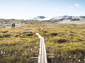 Træ gangbro gennem gyldent tundralandskab i Hardangervidda med vandrere, der går mod snedækte bjerge under blå himmel.