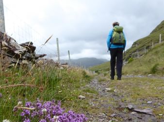 Vandrer med grøn rygsæk går på stenet sti gennem irsk landskab. Lilla vilde blomster blomstrer i forgrunden, grønne bakker synlige.