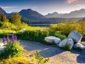 Naturskøn udsigt over en bjergsø i Tatra med lilla lupiner, store sten og skovklædte bjerge under blå himmel.