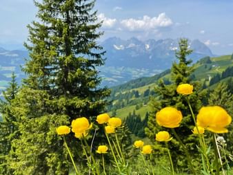 Yellow globe flowers bloom in foreground with evergreen trees, rolling green hills, and snow-capped Austrian Alps in background under blue sky.