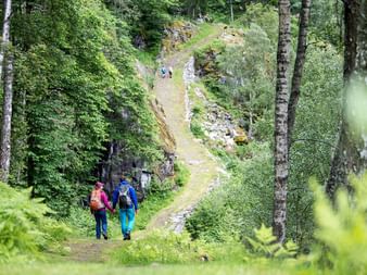Vandrere på den historiske Kongevegen-sti gennem frodig grøn skov med birketræer. Jordstien snor sig gennem tæt vegetation i Norge.