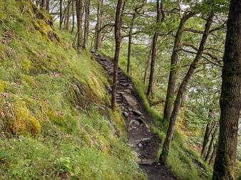 Smal vandrerute på West Highland Way, der slynger sig gennem mosdækkede træer langs en stejl skråning med vand synligt nedenfor.