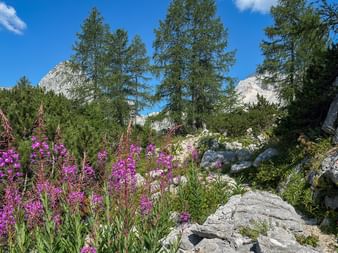 Rosa alpina vildblommor bland kalkstensklippor i Juliska Alperna, Slovenien. Barrträd och klippiga toppar under blå himmel.