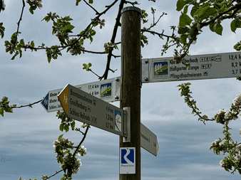 Træ-vejviser på Rheinsteig-stien med retninger og afstande til destinationer som Kaub-Oberbach og Pringshacherhöhe, indrammet af æbleblomster.