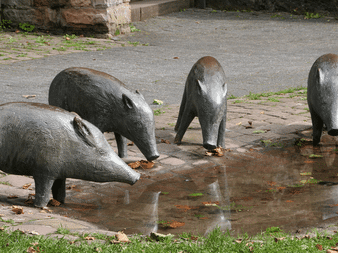Fire bronzeskulpturer af vildsvin omkring en vandpyt på brolægning i Eberbach, der ser ud til at drikke vand.