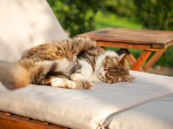 Brown and white tabby cat lying on white cushioned sun lounger in sunny garden with green vegetation and wooden table in background.