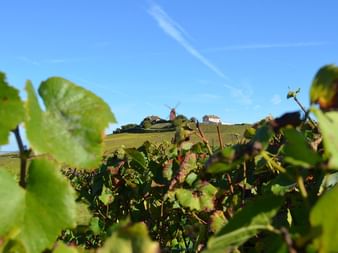 Green grapevines in foreground with rolling hills and a small village with buildings visible in the background under blue sky.