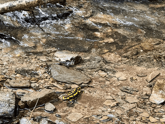 Sort og gul ildsalamander på stenet bækleje med klart vand i nærheden. Sten og småsten omgiver amfibiet.