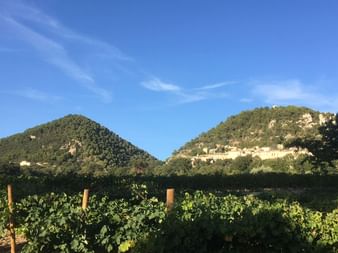 Vineyard with green grapevines and wooden posts in foreground, rolling hills with stone buildings visible in background under blue sky.