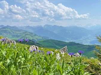 Alpine meadow with purple and white wildflowers in foreground, rolling green hills and mountain peaks under blue sky with white clouds in Austria.
